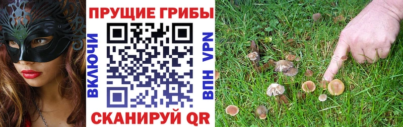 Галлюциногенные грибы прущие грибы omg tor Советская Гавань магазин продажи наркотиков